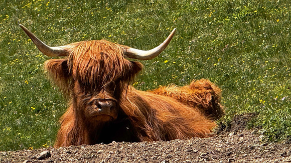 Yak