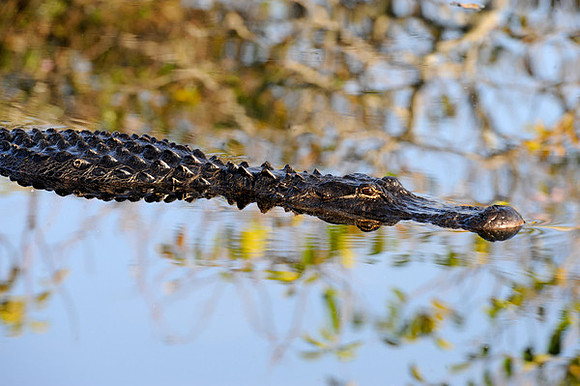 Alligator, Florida Everglades