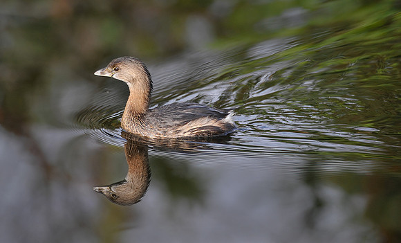 Pie Billed Grebe