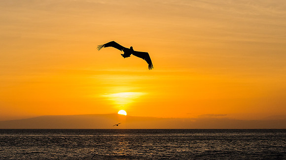 Pellicans at Sunset