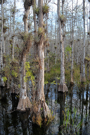 Bald Cypress Swamp