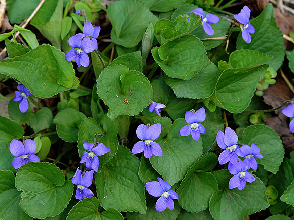 Common blue violet