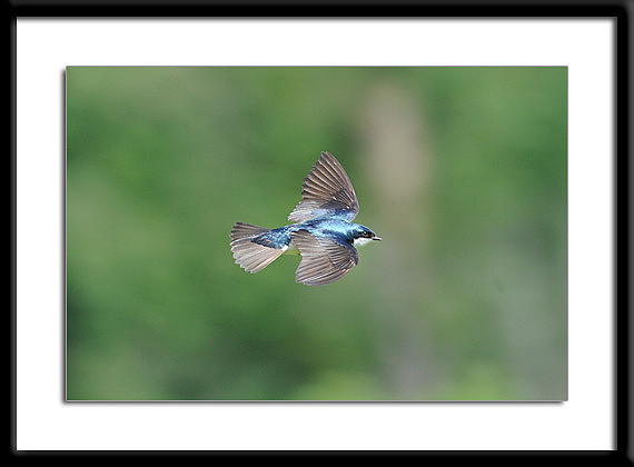 Tree Swallow in Flight