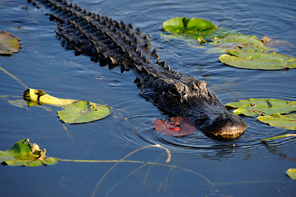 Alligator, Florida Everglades