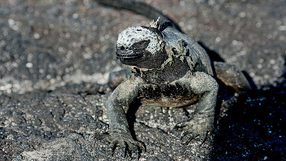 marine Iguana