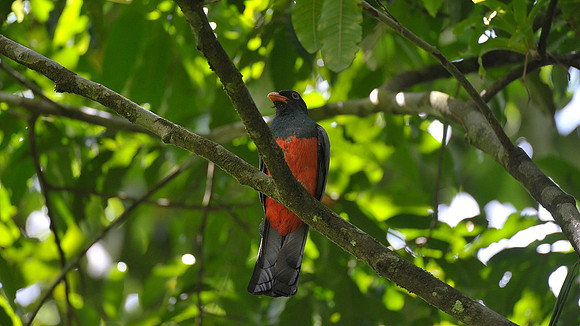 Slaty-tailed Trogon
