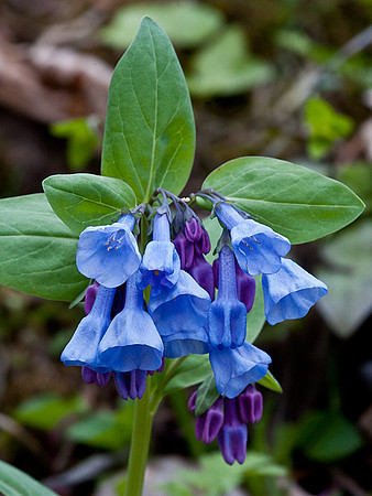 Virginia Bluebells