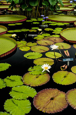 Longwood Gardens