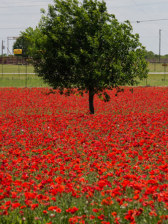 Texas Hill Country