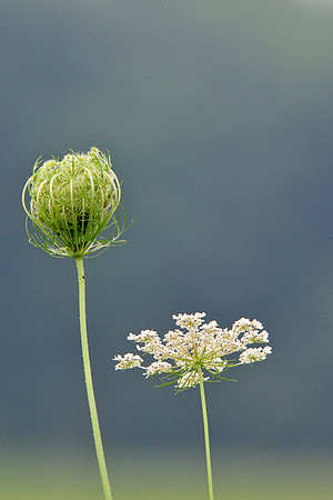 Queen Anne's Lace