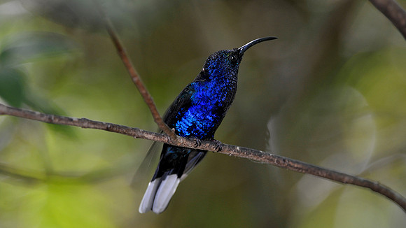 Violet Sabrewing