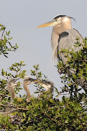 Family Tree