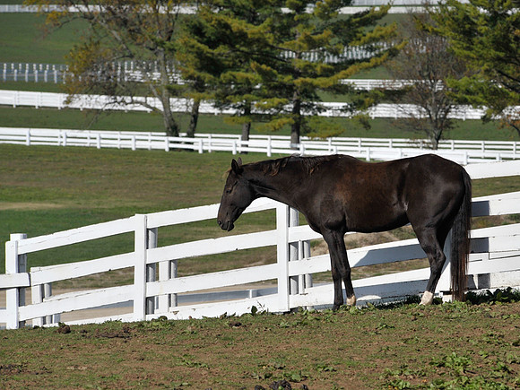 Kentucky Horse Park