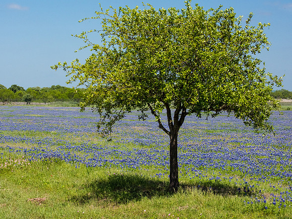 Texas Hill Country