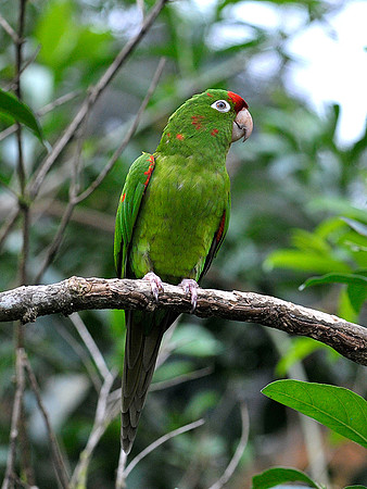 Crimson-Fronted Parakeet