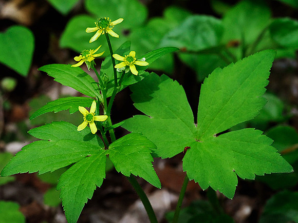 Hooked Buttercup