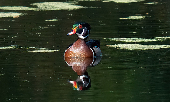 Wood Duck (male)