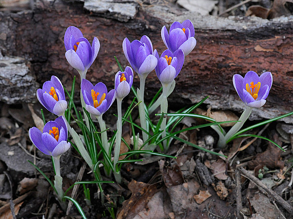 Crocus