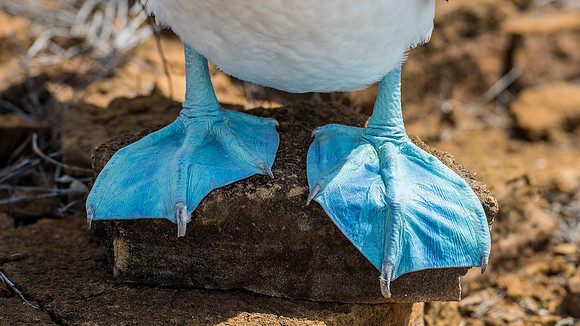 Blue Feet