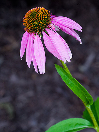 Purple Coneflower
