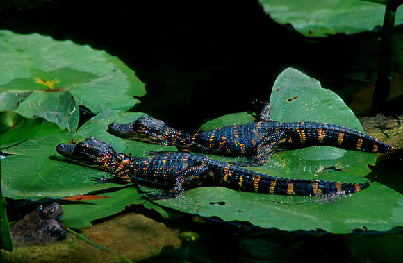 Baby Gators