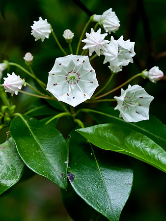 Mountain Laurel