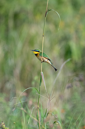 Little bee eater