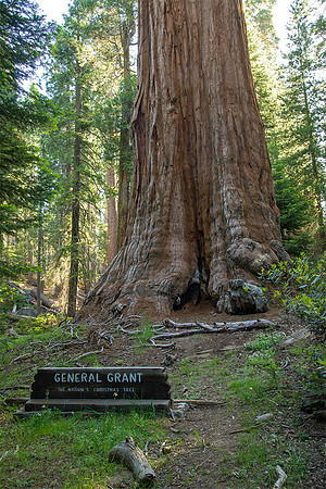 General Grant Sequoia tree