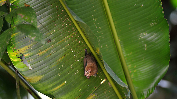 Fruit bats