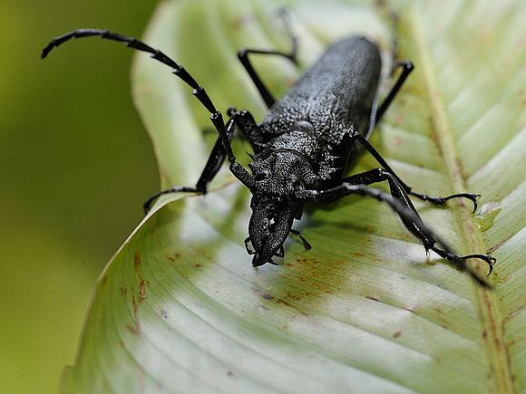 Long Horned Beetle