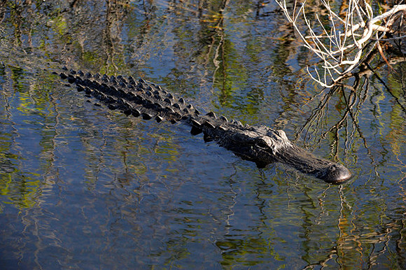 Alligator, Florida Everglades