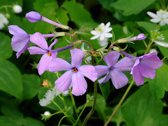 Moss Phlox