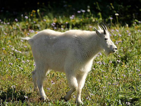 Mountain Goat