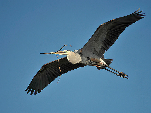 Great Blue Heron building nest
