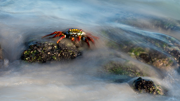 Sally Lightfoot Crab