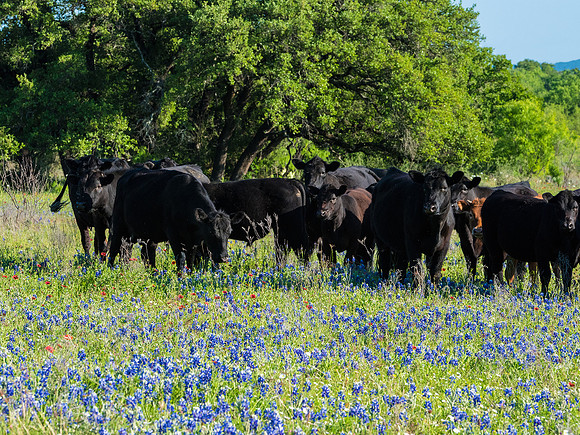 Texas Hill Country