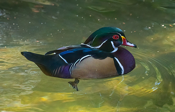Wood Duck (male)