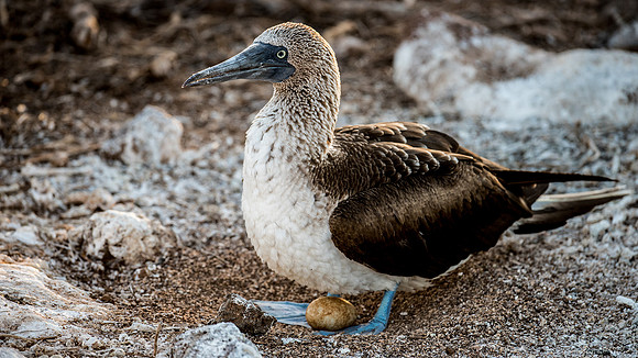 Protecting the Nest
