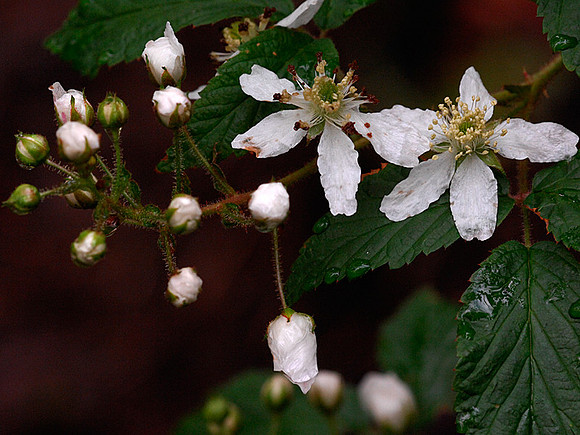 Wild Blackberry