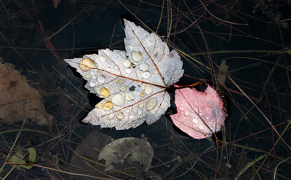 Close up leaves