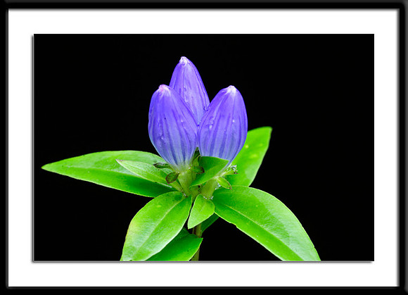 Closed Gentian