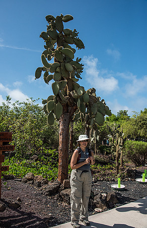 Cactus Tree