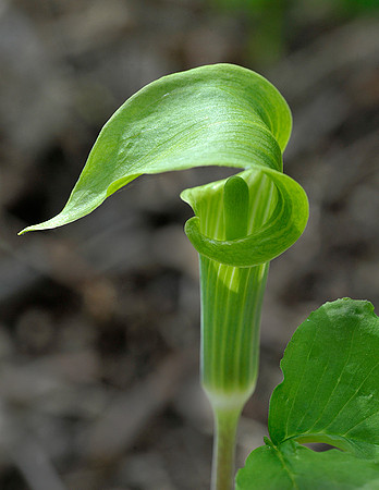 Jack in the Pulpit