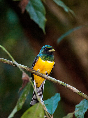 Black Throated Trogon