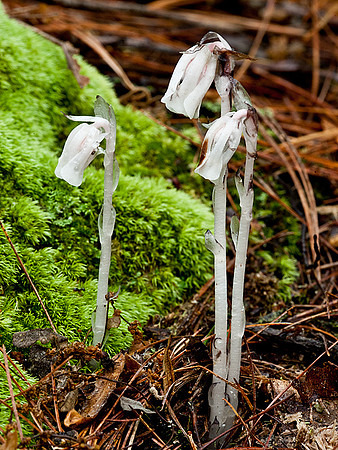 Indian Pipe