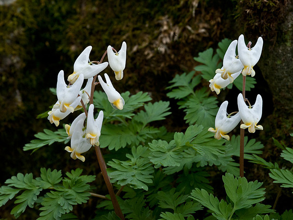 Dutchman's Breeches