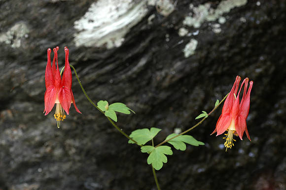 Columbine