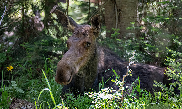 Moose in Grand Teton National Park
