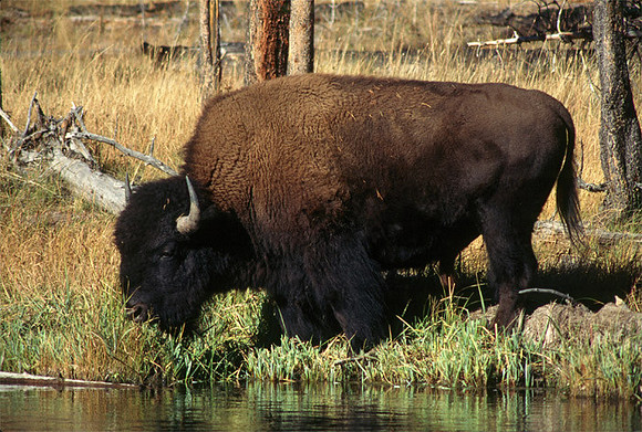 Bison
