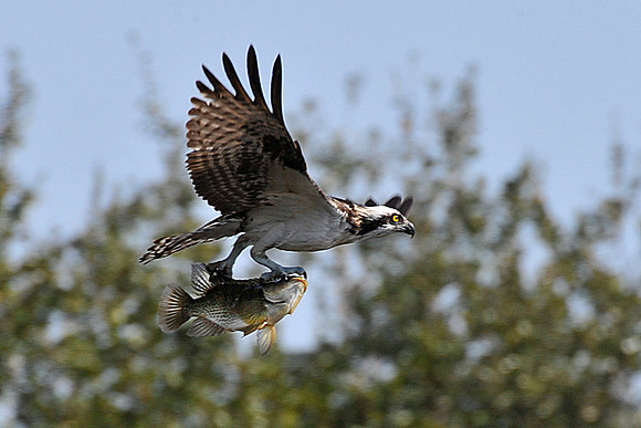 Osprey with catch